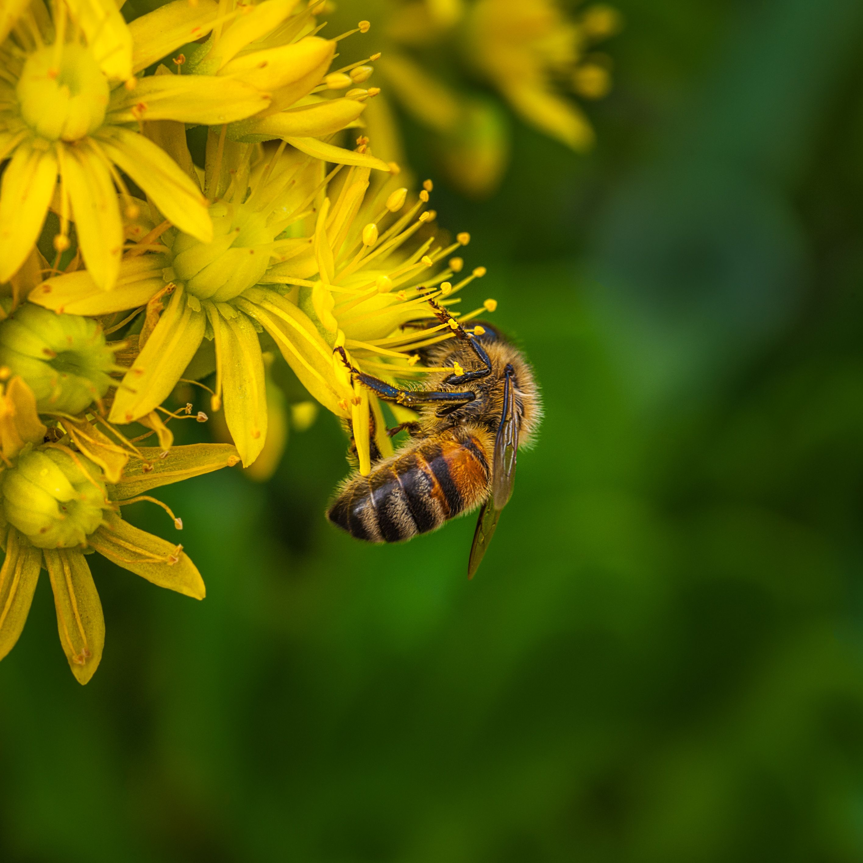 00123_AUT6007-Edit_Busy Bee.jpg