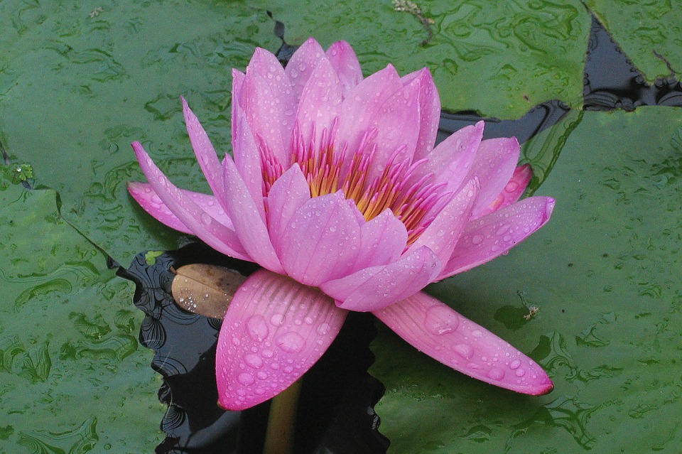 water-lily-432863_960_720.jpg