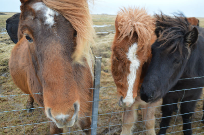 horses in iceland.jpg