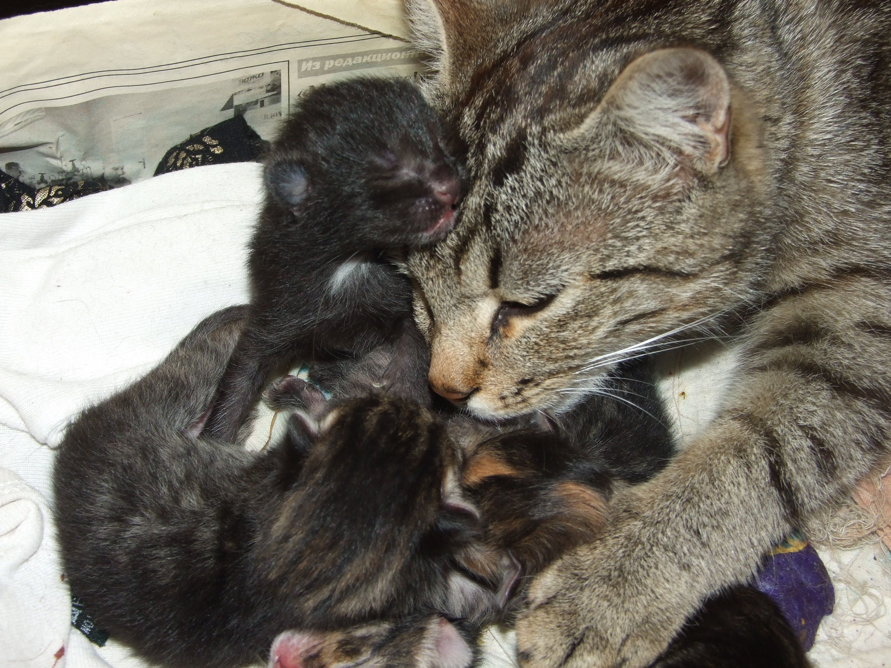 Звук мамы кошки зовущей. Котята с мамой. Мама кошка и котенок. Котята обнимаются. Семья кошек.