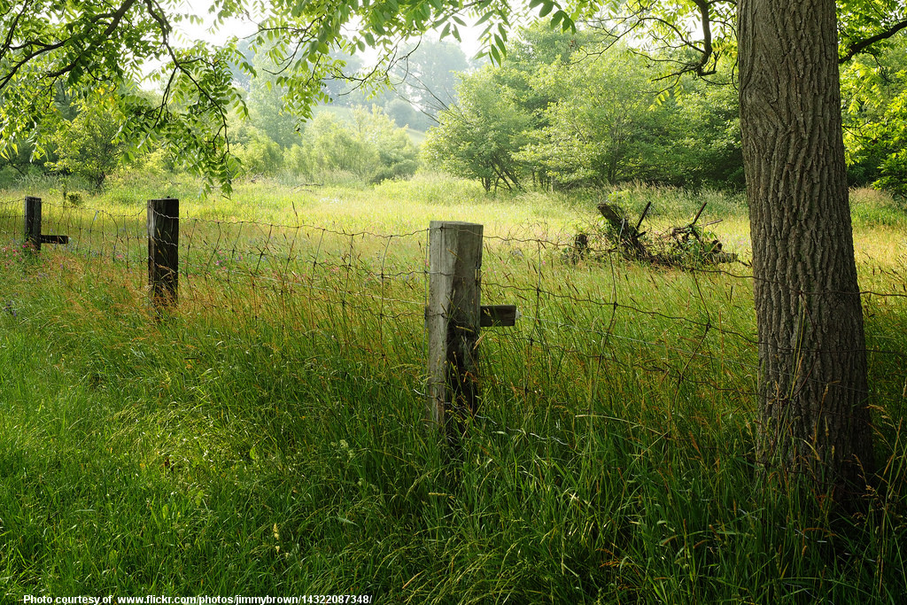 SummerFence-001-073117.jpg