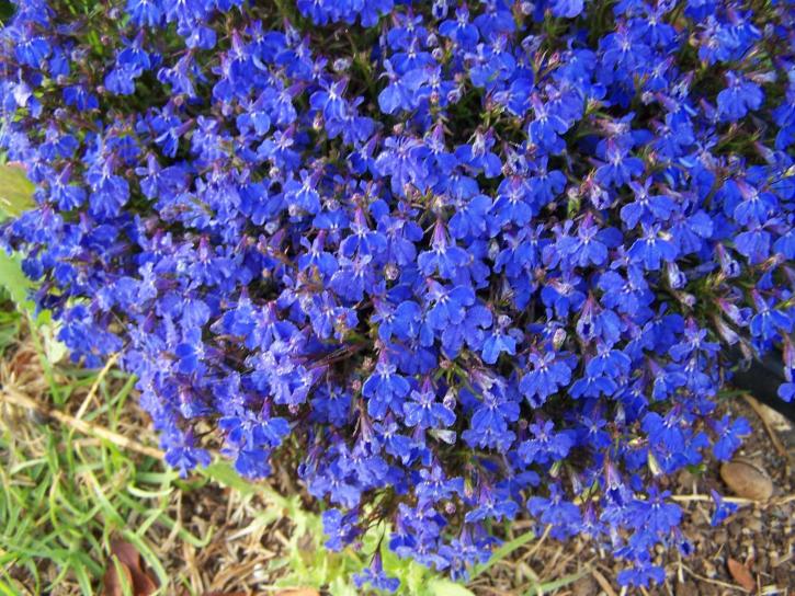 clump-of-blue-flowers-725x544.jpg