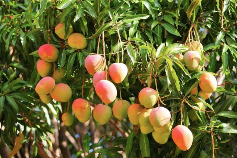 friedas_australianmangoes.jpg