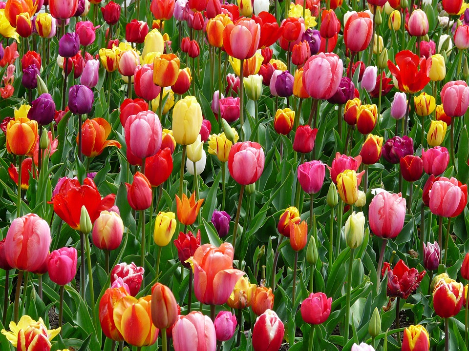 tulips-52125_960_720.jpg