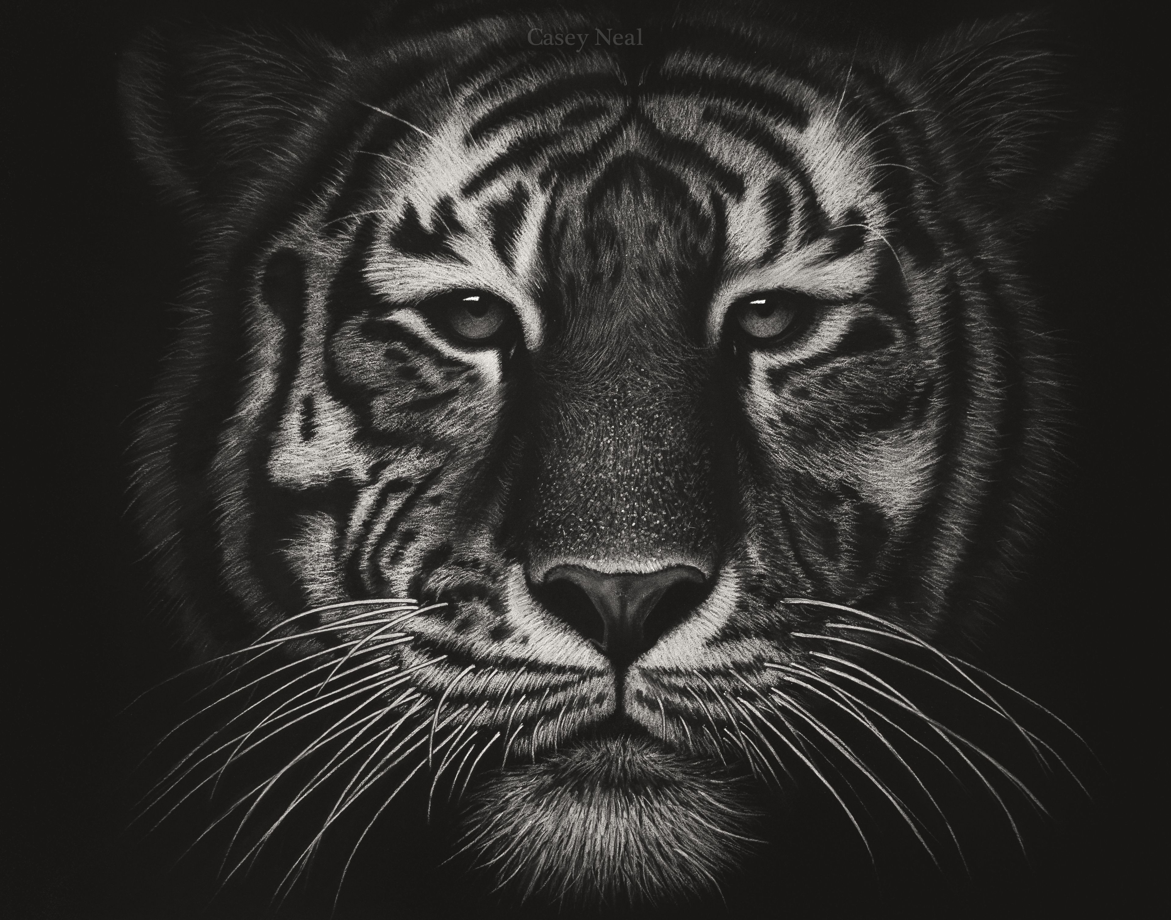 Original White Charcoal Lion Drawing+Progress Photos — Steemit