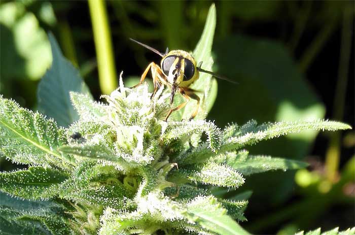 cannabis-bee.jpg