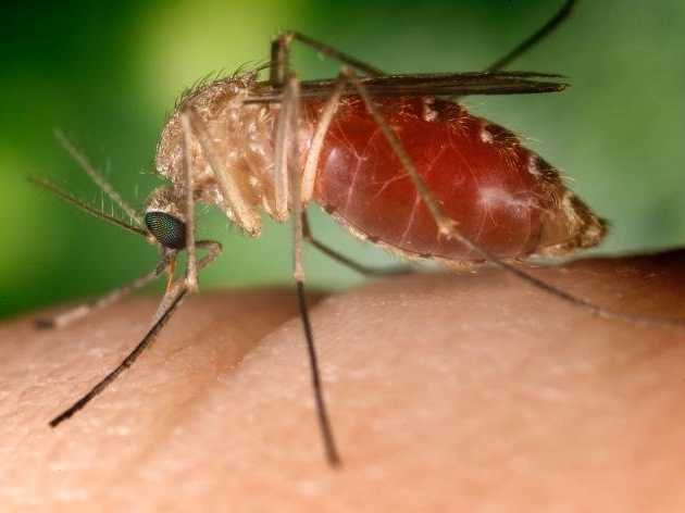 mosquito-5.jpg