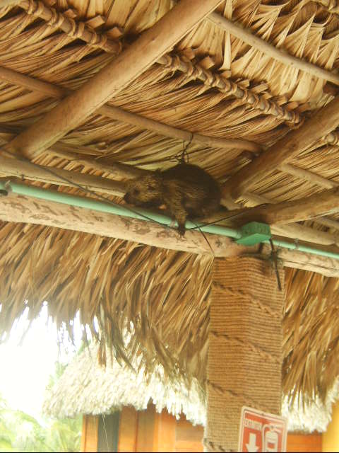 un bicho raro en el restaurante.JPG