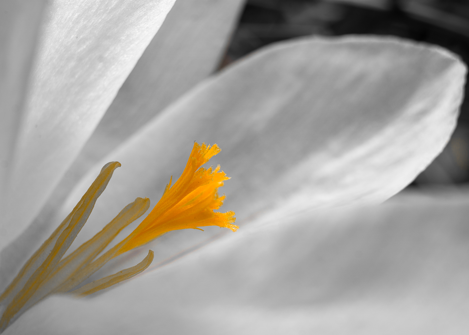 2602-2018-mono-macro-05329.jpg