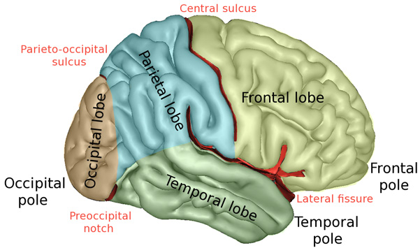 neocortex.jpg