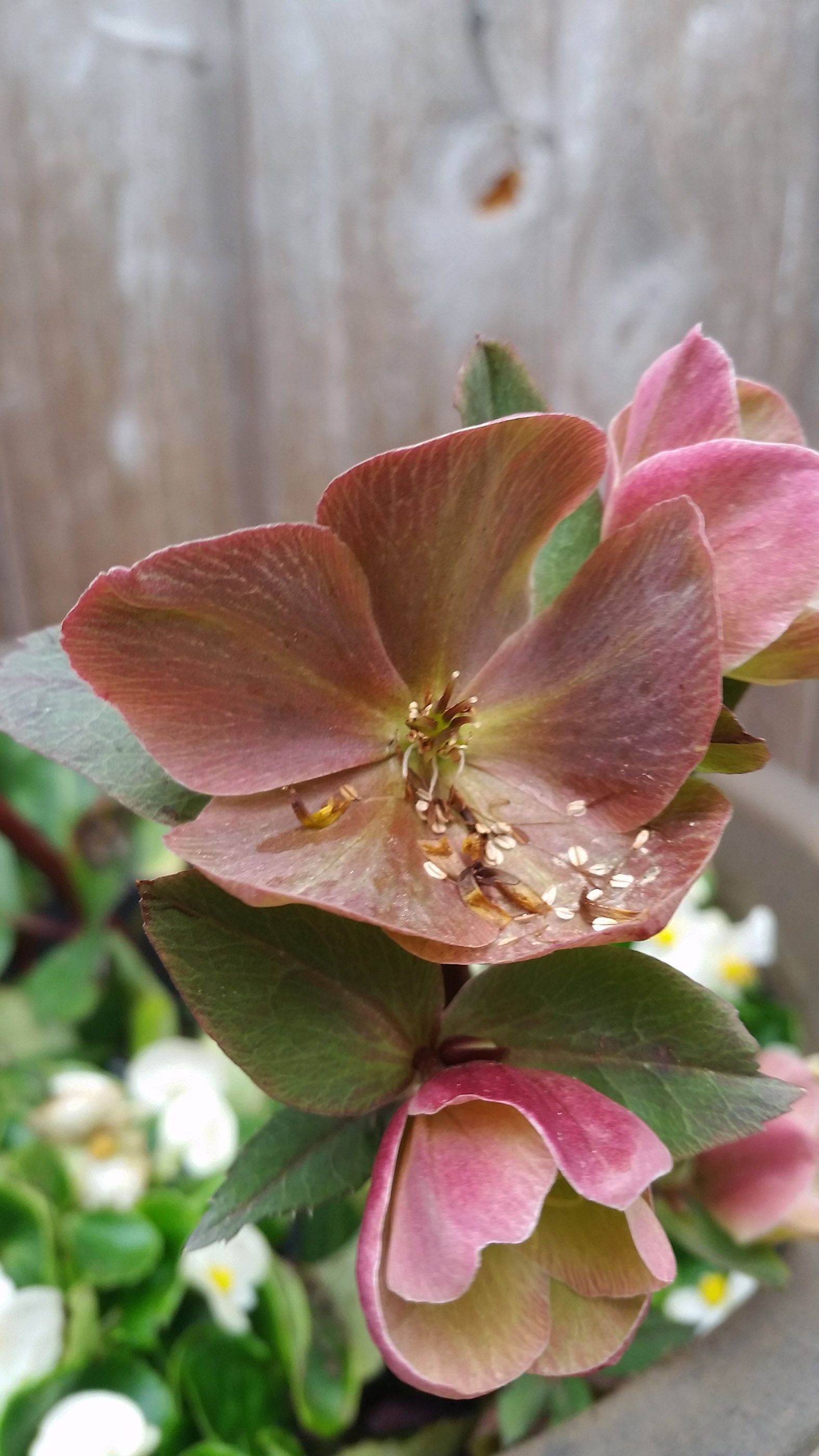 may6hellebore.jpg