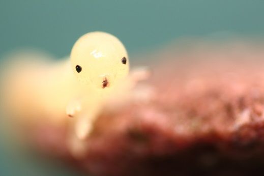 Sawfly Larvae 2.jpg