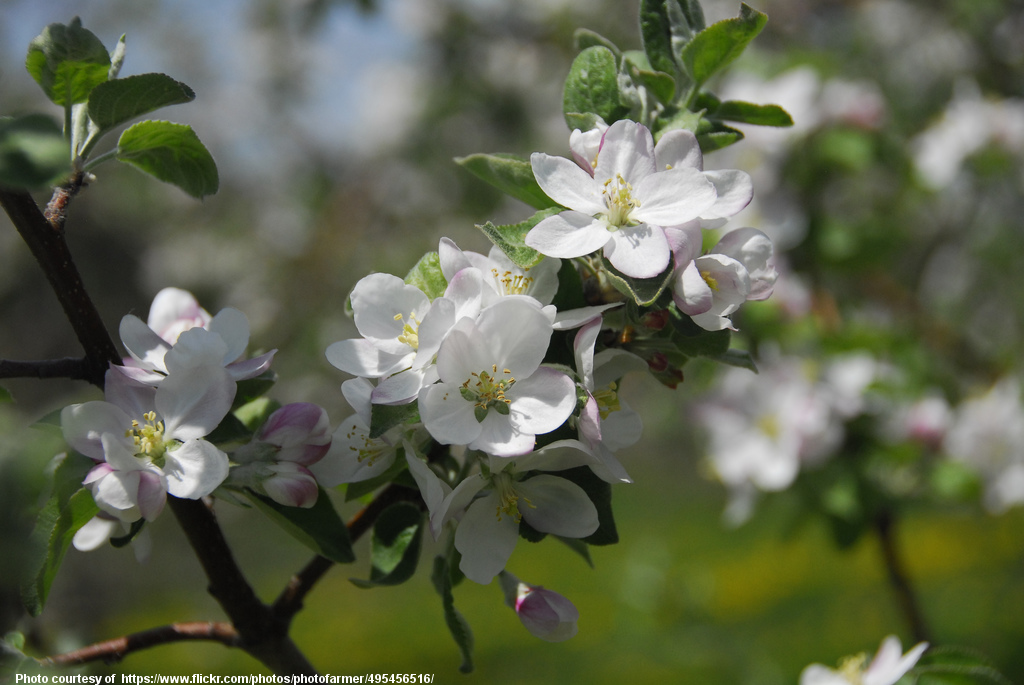 SpringBlossomsFloweringTree-001-031617.jpg