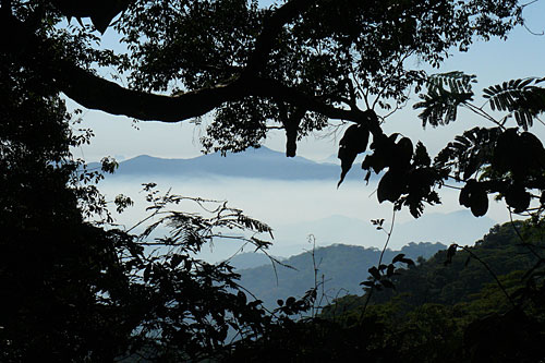 mabu forest.jpg