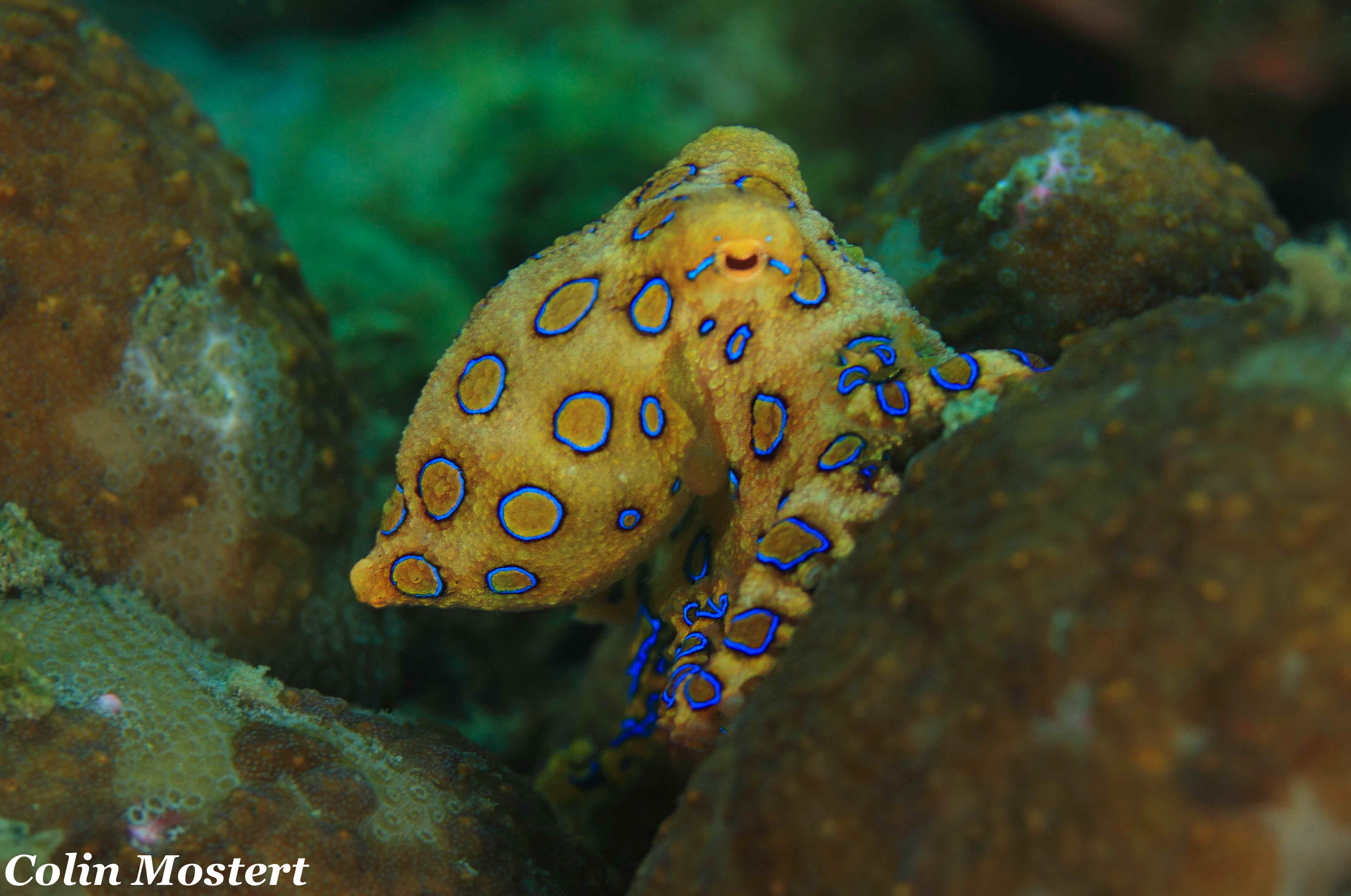bluering octopus angry small.jpg