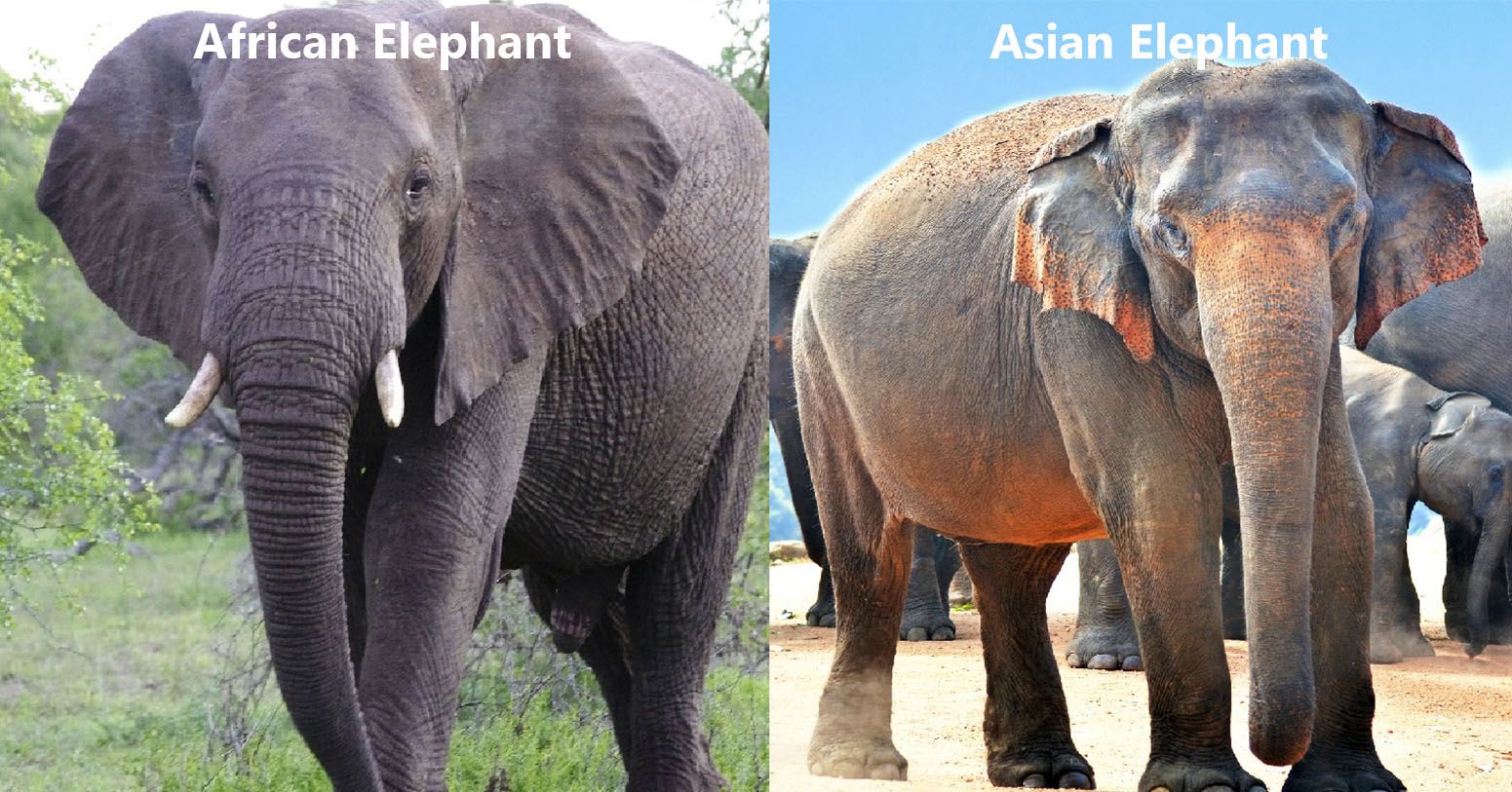 african and asian elephant differences Elephant african asian vs ...