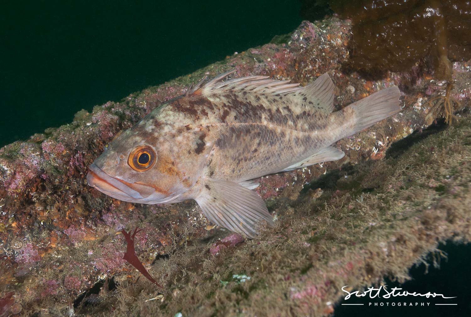 Brown Rockfish-12.jpg