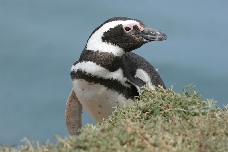 magellanic-penguin-lee-dingain-vl.jpg