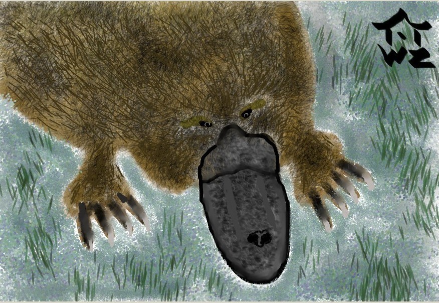 Platypus-edit.jpg