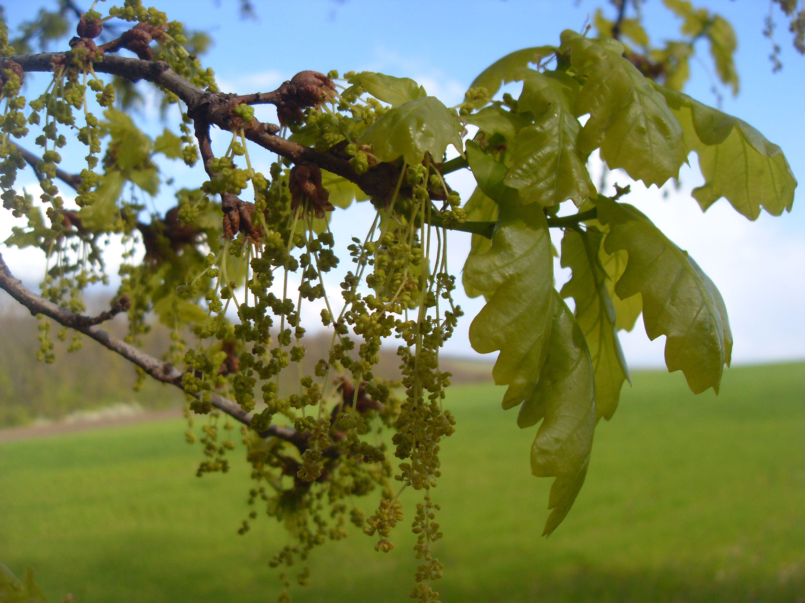 Are oak trees flowering plants information