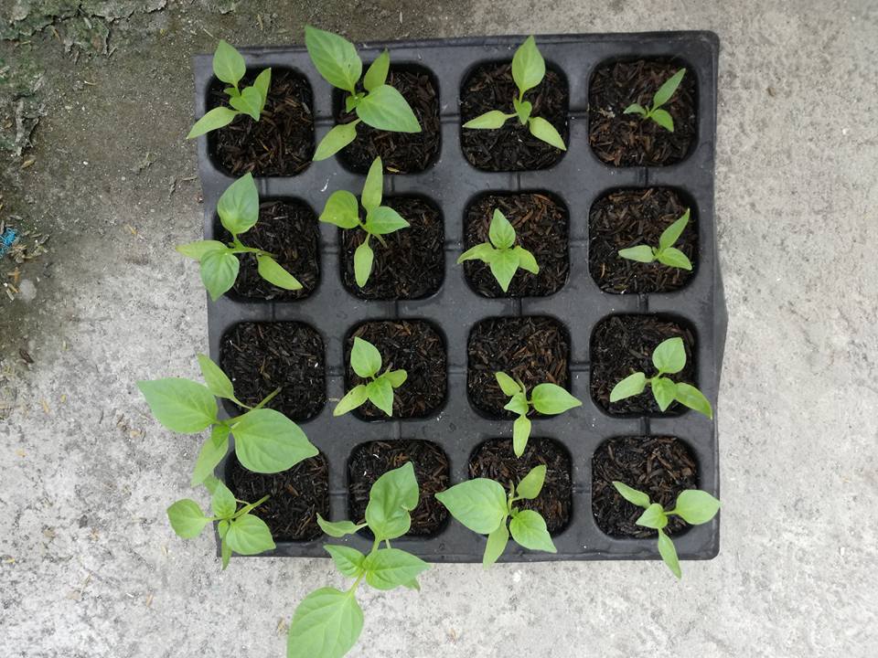 Hot Peppers in Seedling Trays.jpg