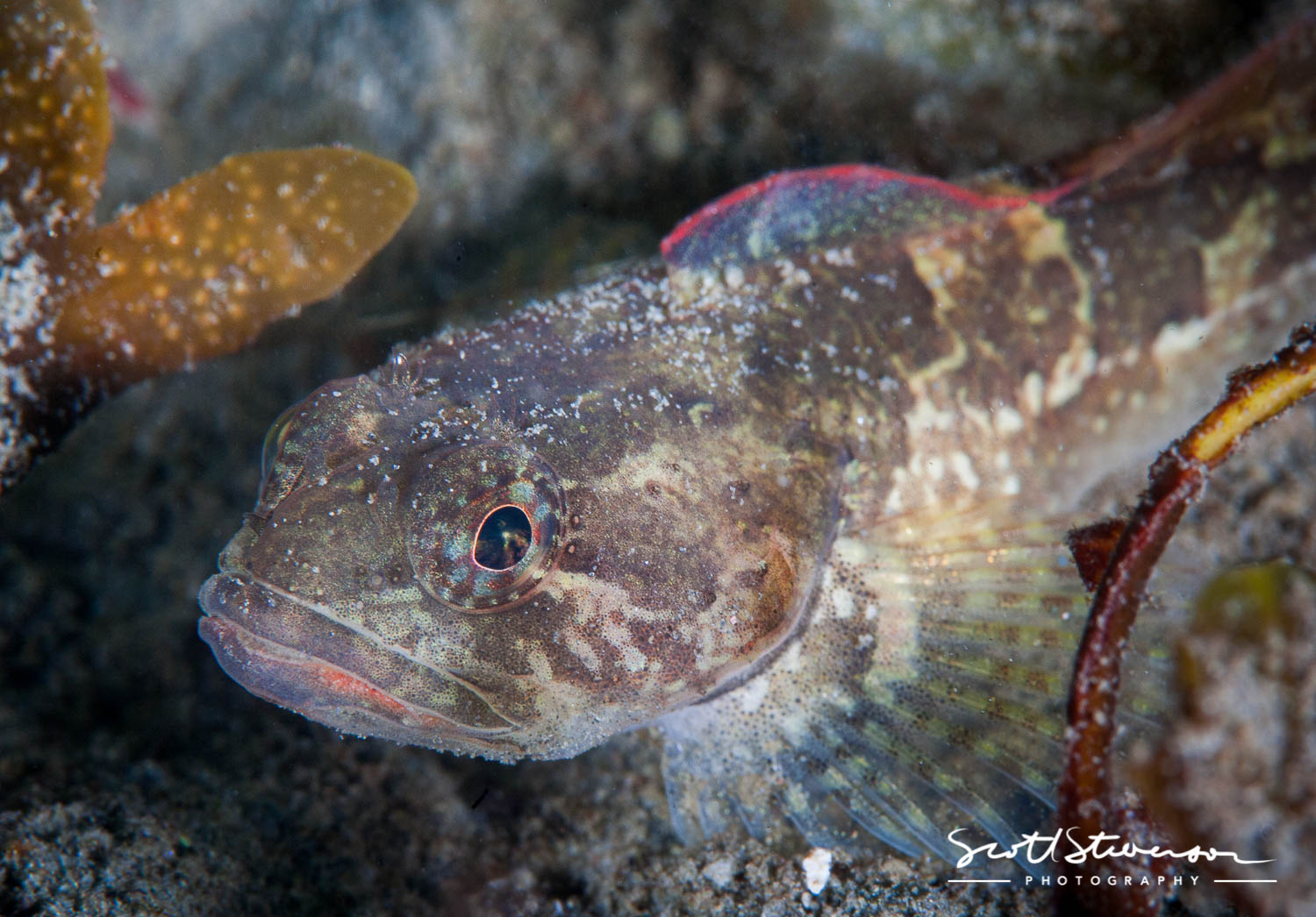 Rose Lip Sculpin-4.jpg