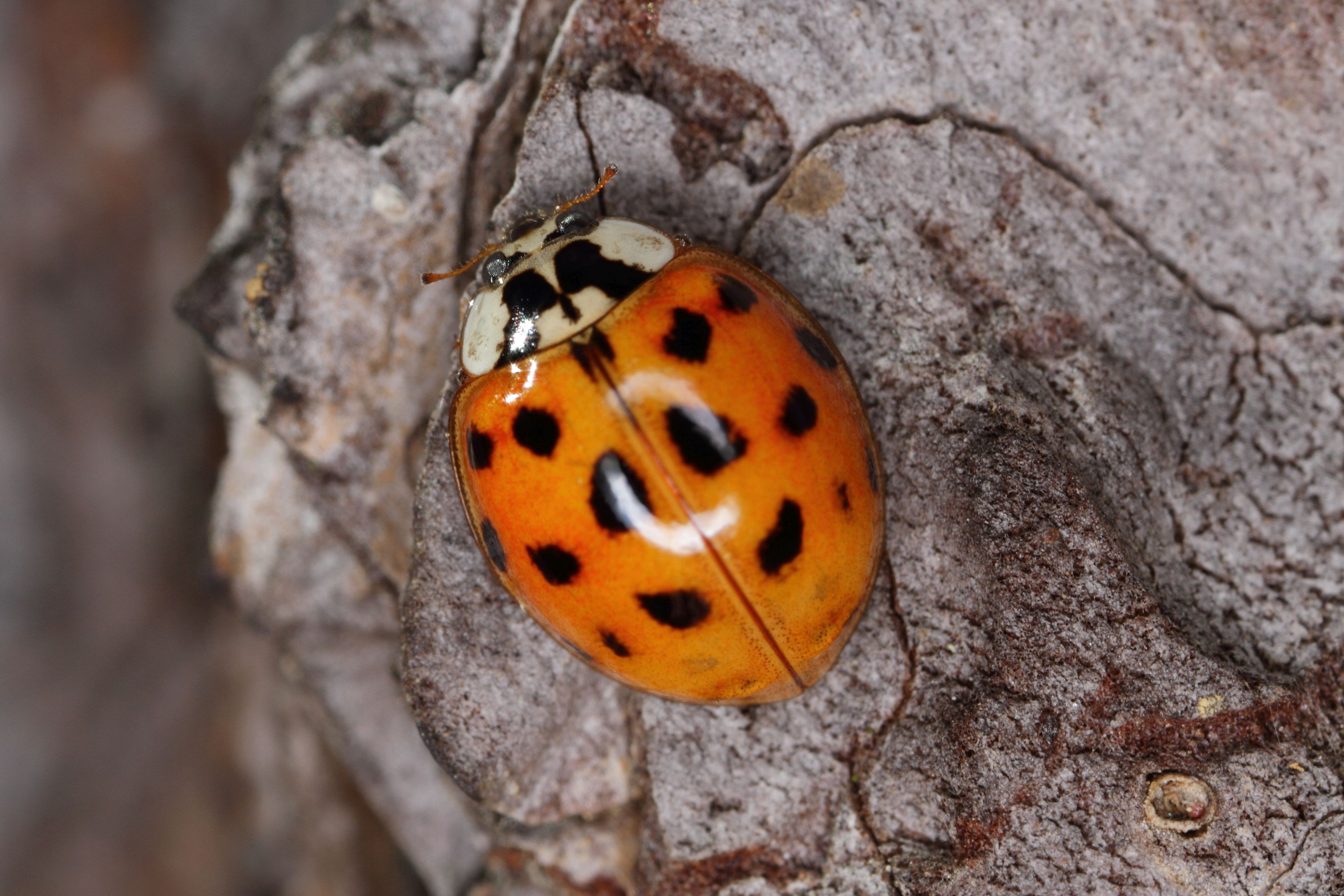 Harmonia_axyridis_-_botanischer_Garten_Schönbrunn.jpg