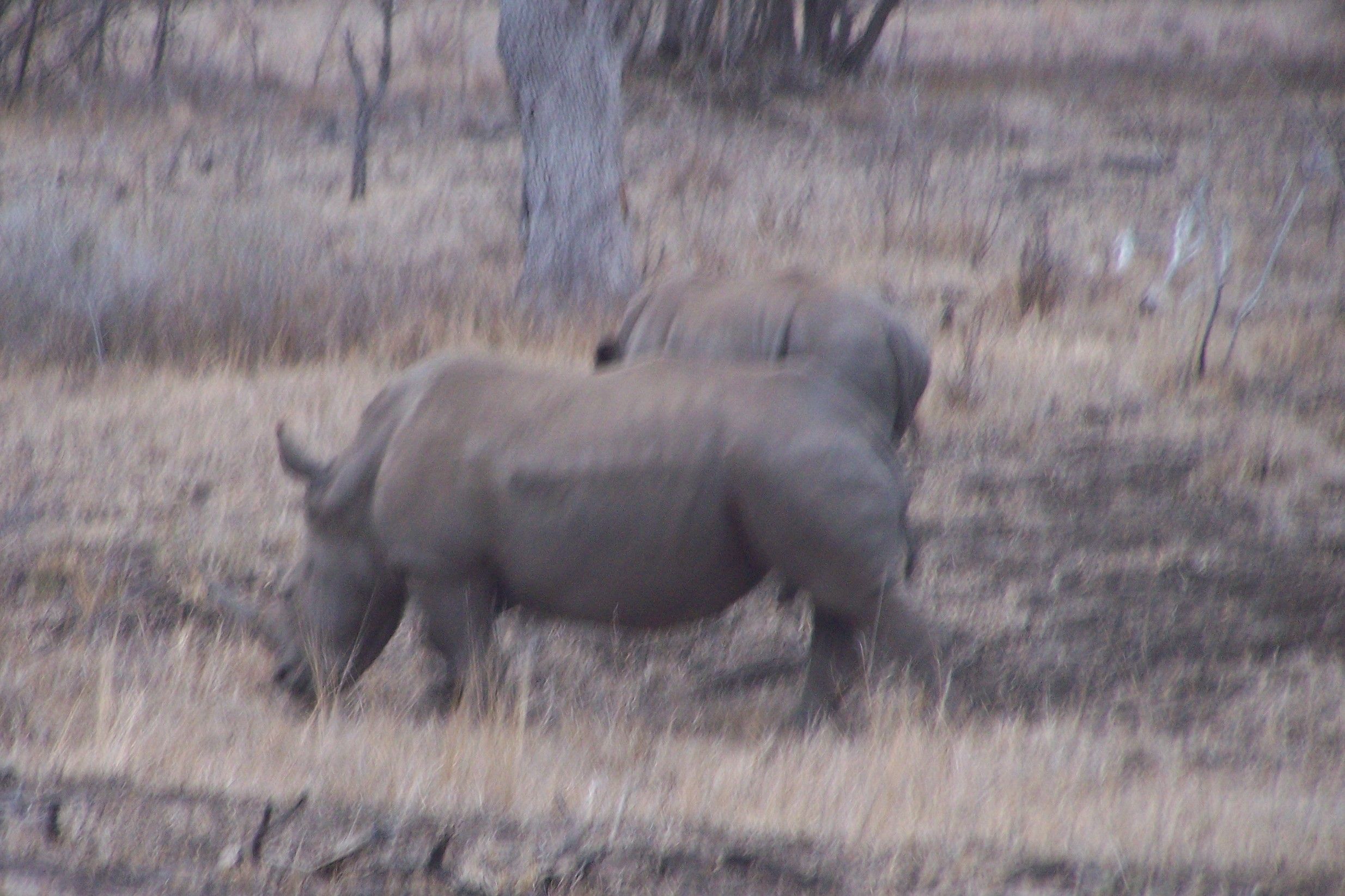 KNP Satara-Lower Sabi 2009 102.JPG