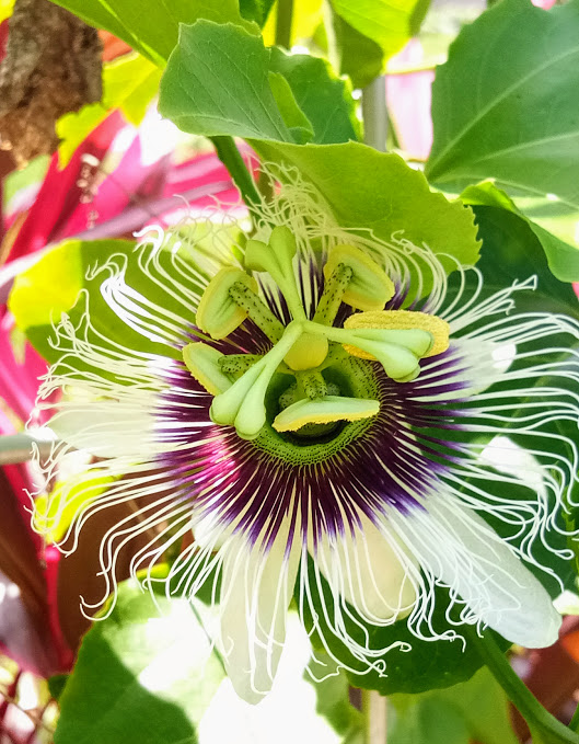 passionflower upclose.jpg