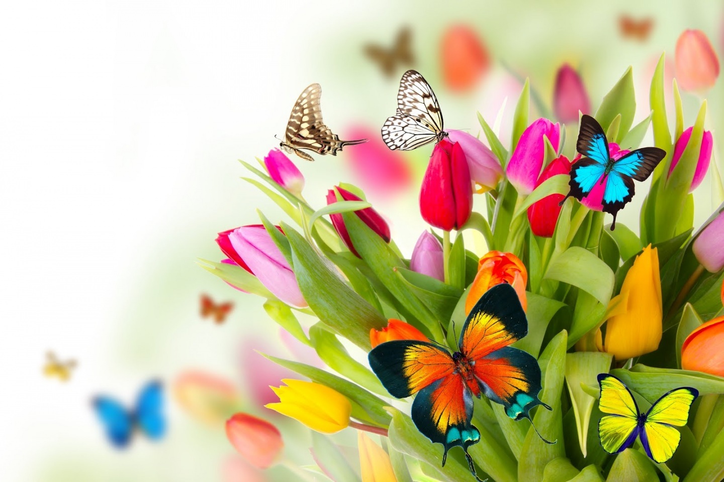 tributo-la-primavera-con-flores-mariposas-de-colores-mariposas-248575947.jpg