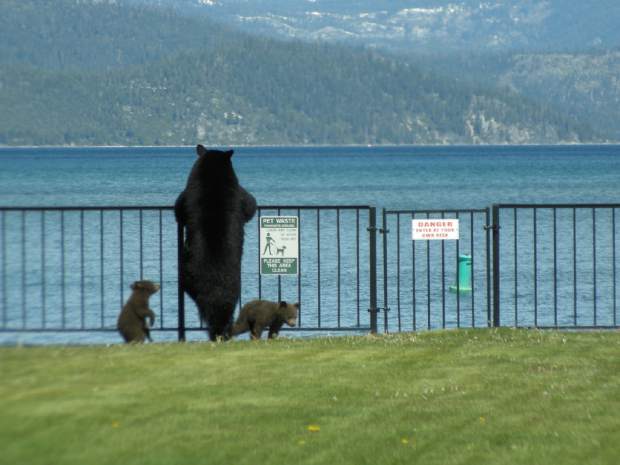 bear at lake tahoe.jpg