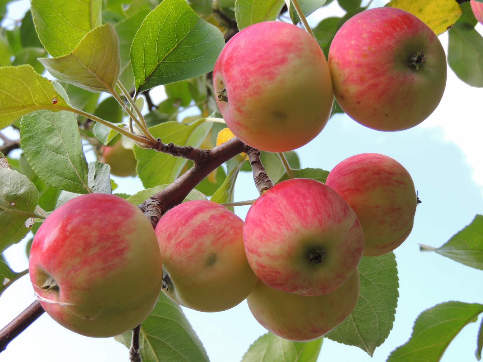 apples_leaves_branch_apple_85598_1600x1200.jpg