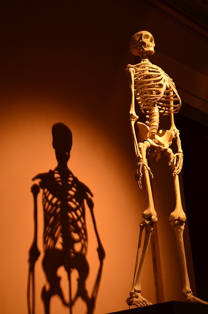 skeleton-457598_640.jpg