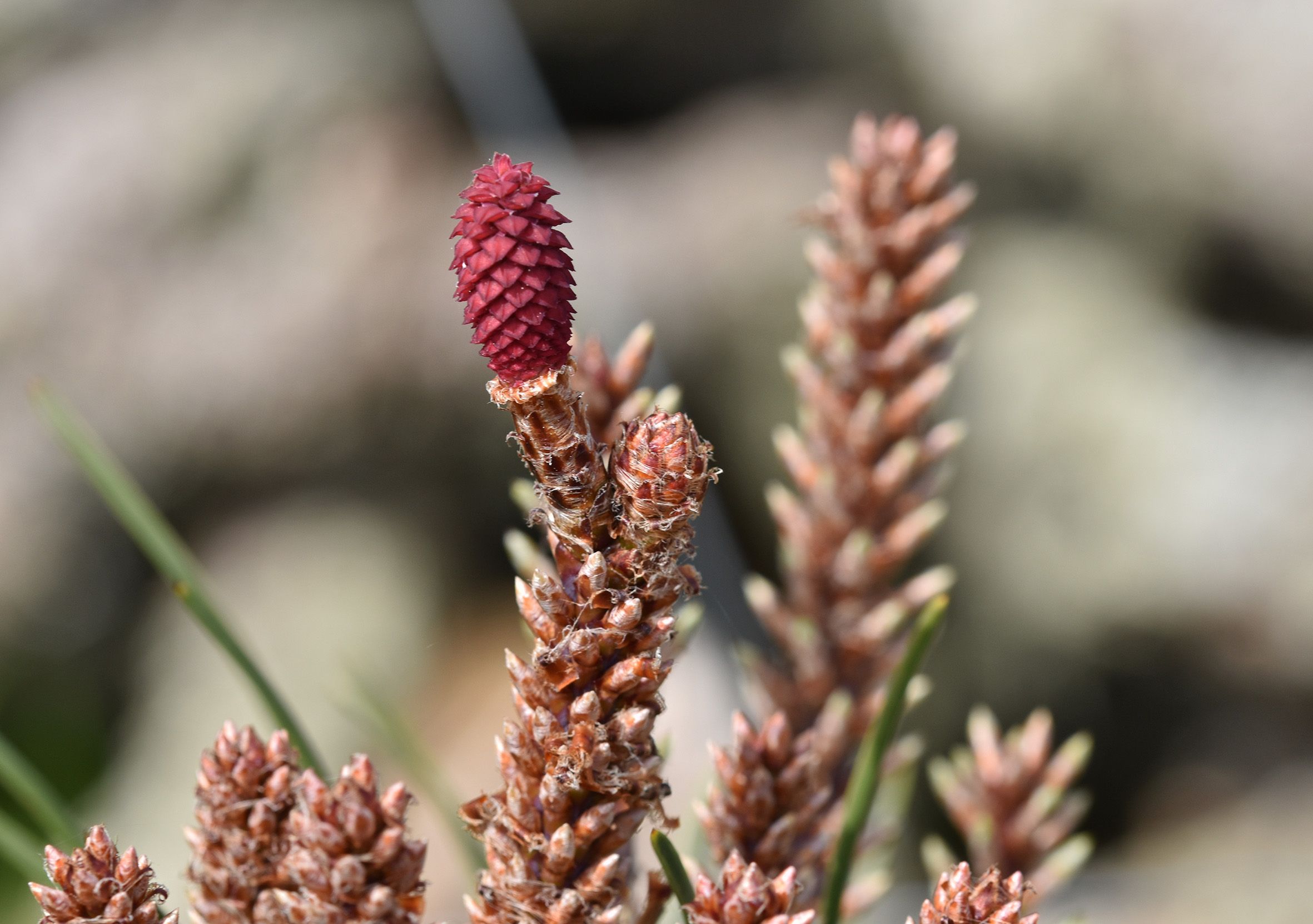 pine tree tip 2.jpg