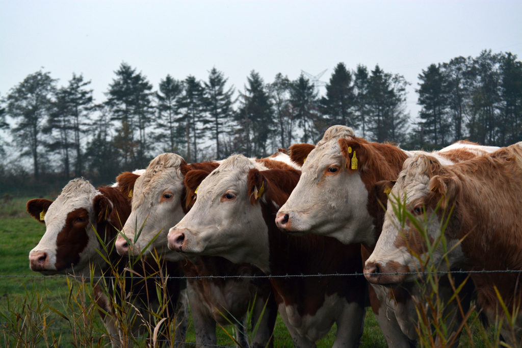 cows-1016344-1024x683.jpg