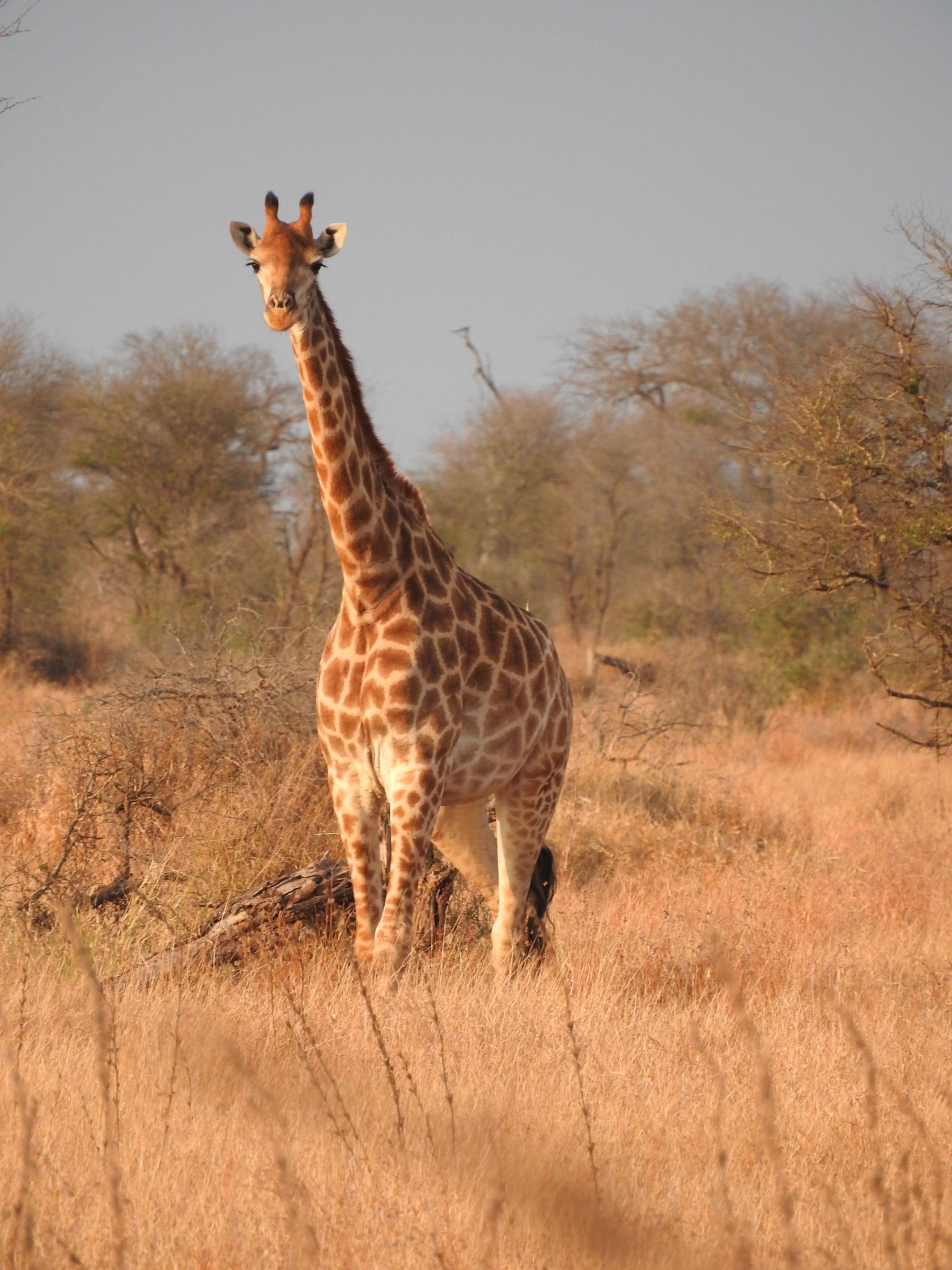 giraffe.jpg