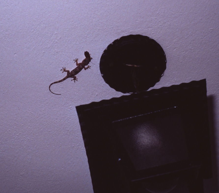 gecko1.jpg