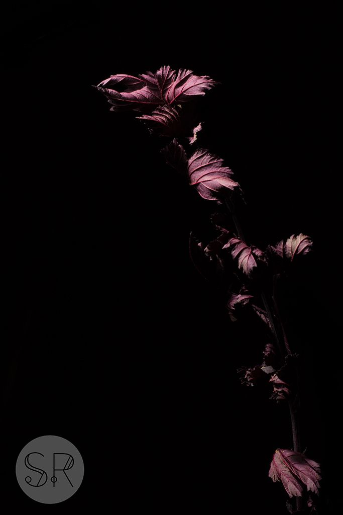 Sarah-Rodebush-purple-leaves-black.jpeg