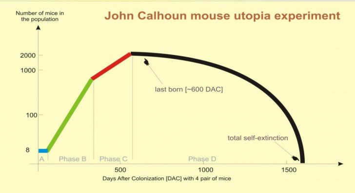 Эксперимент с крысами в идеальных. Джон Кэлхун эксперимент. Эксперимент Вселенная 25. Вселенная 25 эксперимент график. Эксперимент с крысами в идеальных условиях.