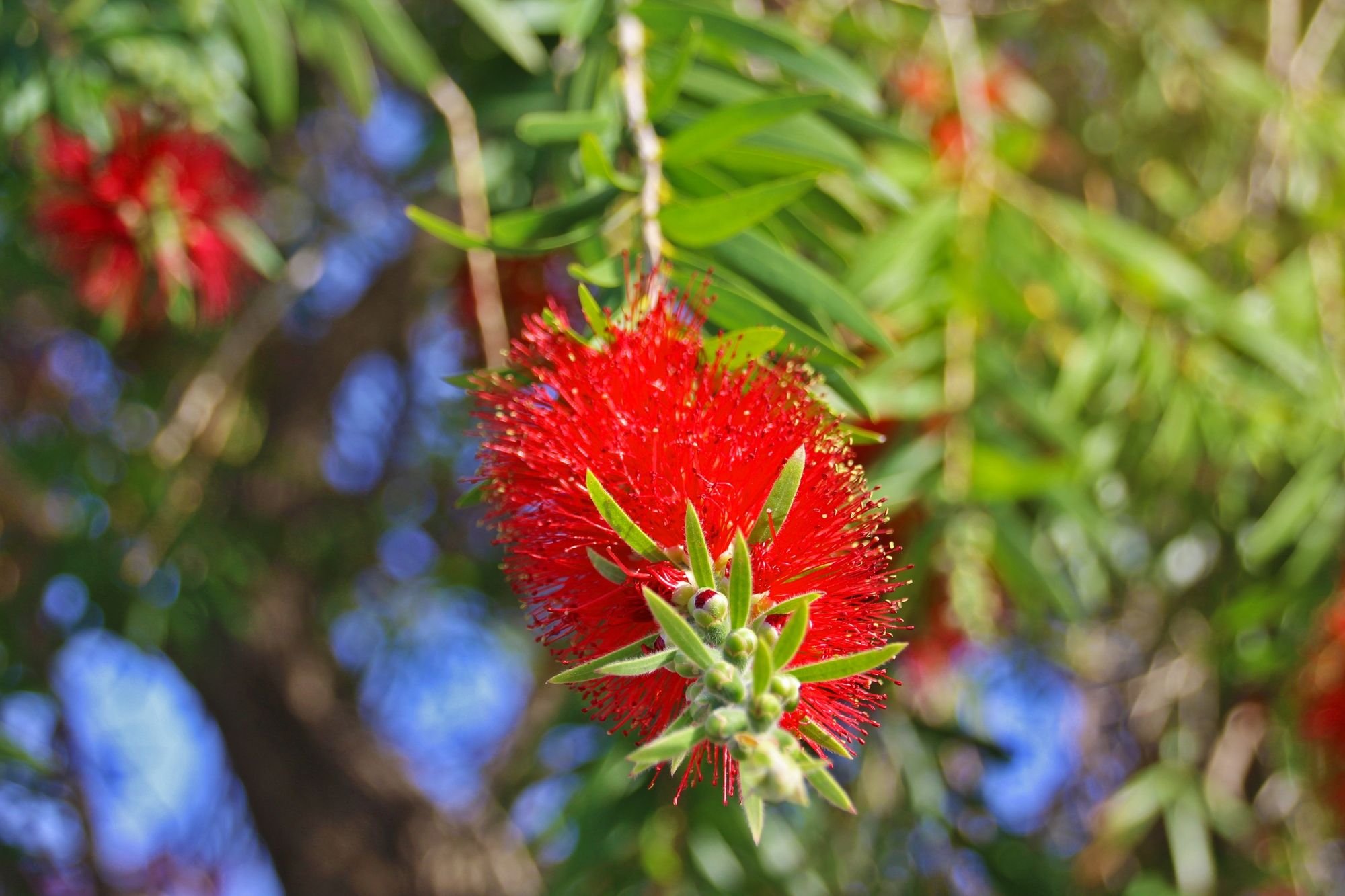 Callistemon citrynus