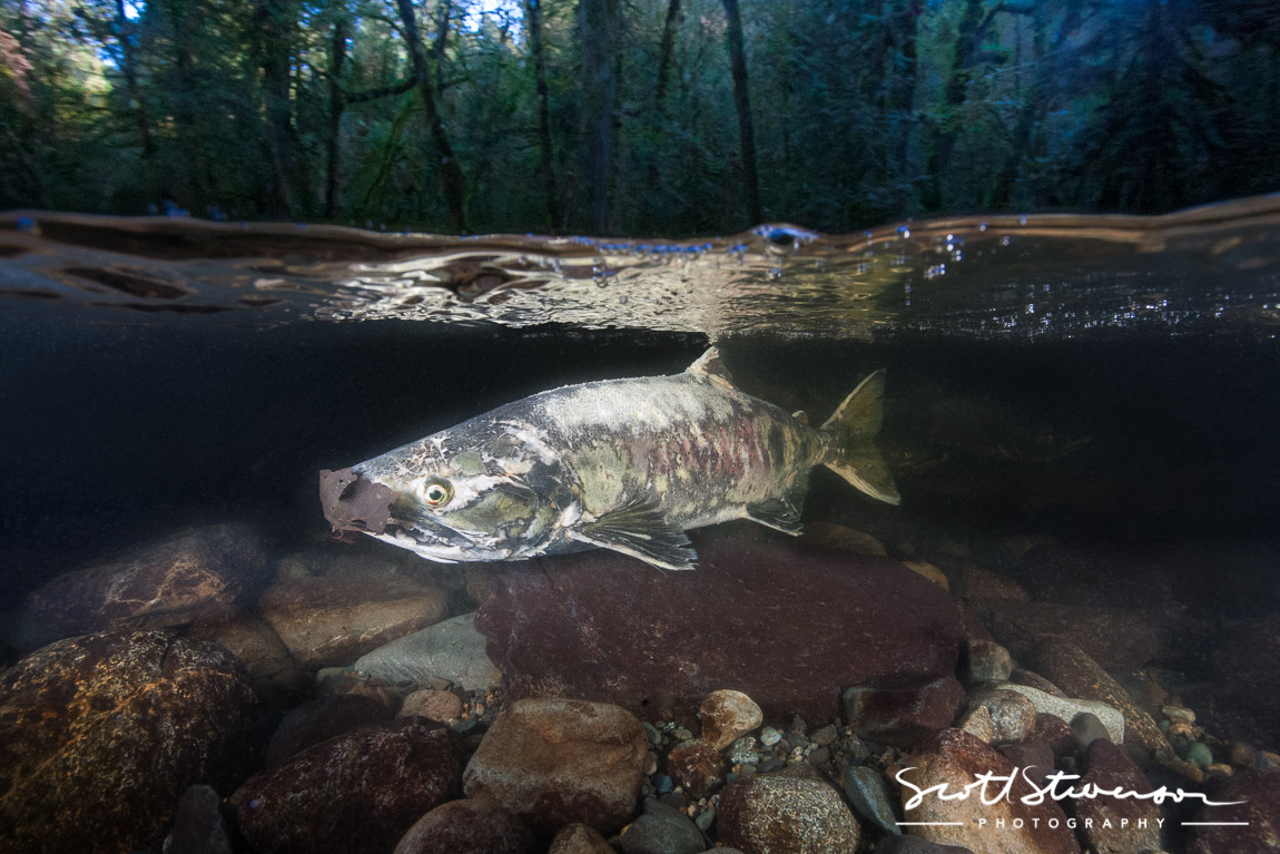 Chum Salmon-4.jpg