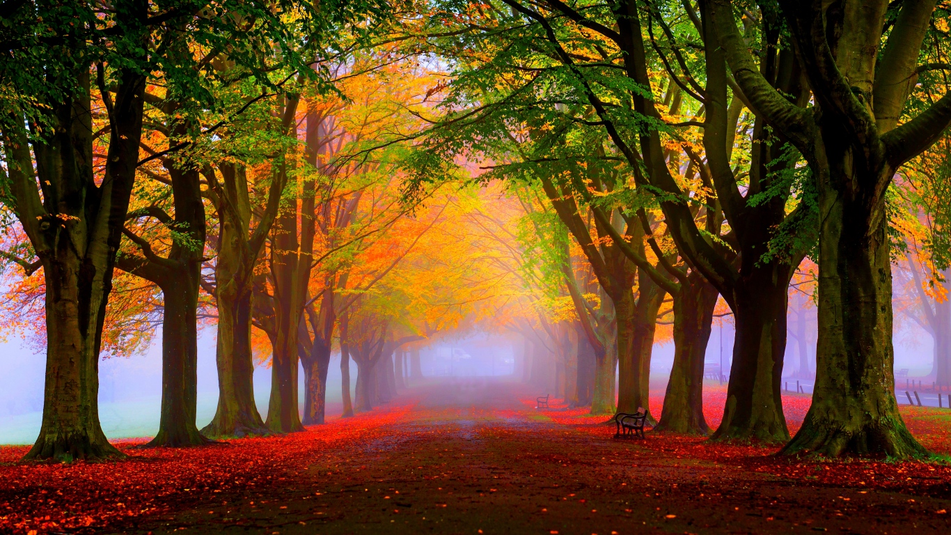 park_fall_fog_foliage_trees_102883_1366x768.jpg