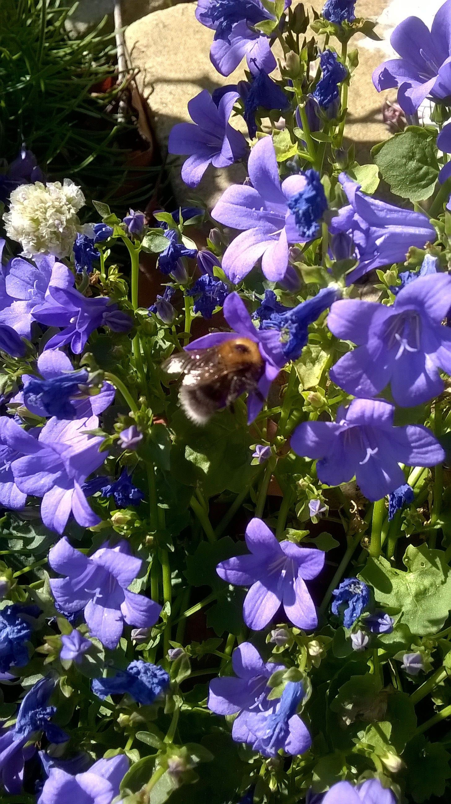 WP_20150611_013.jpg