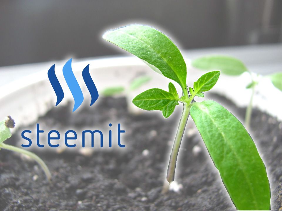 Steemit growing (plant).jpg