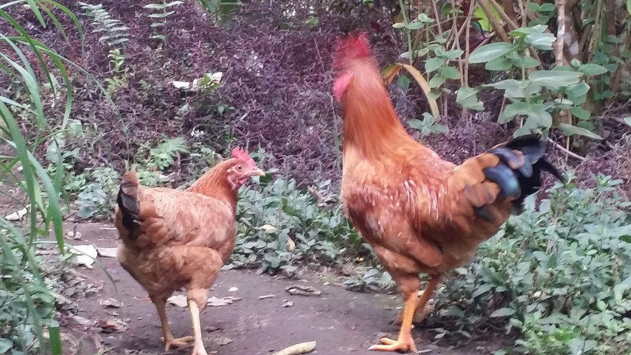 gallina y planta.jpg