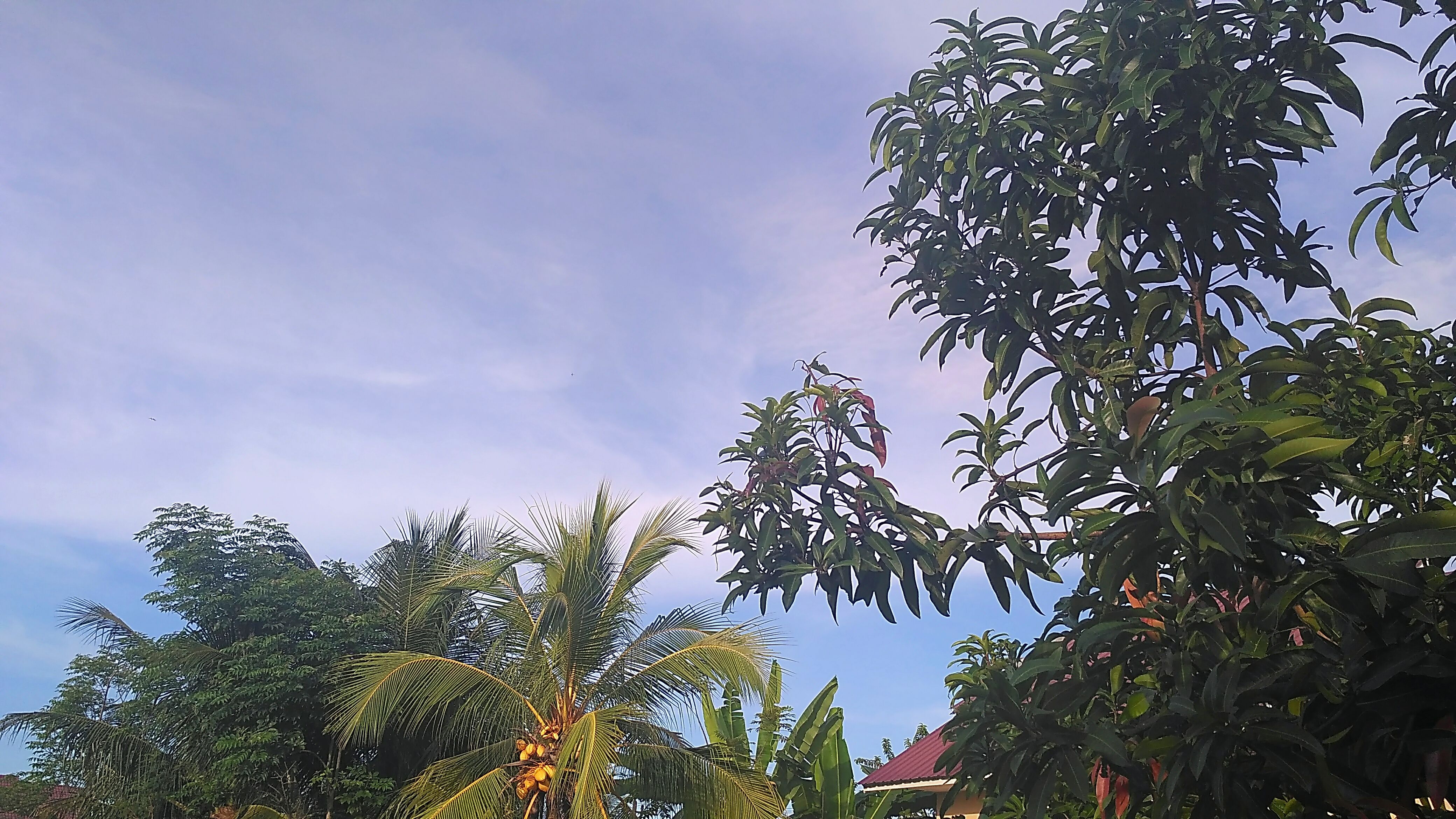 aviary-image-1498711094560.jpeg