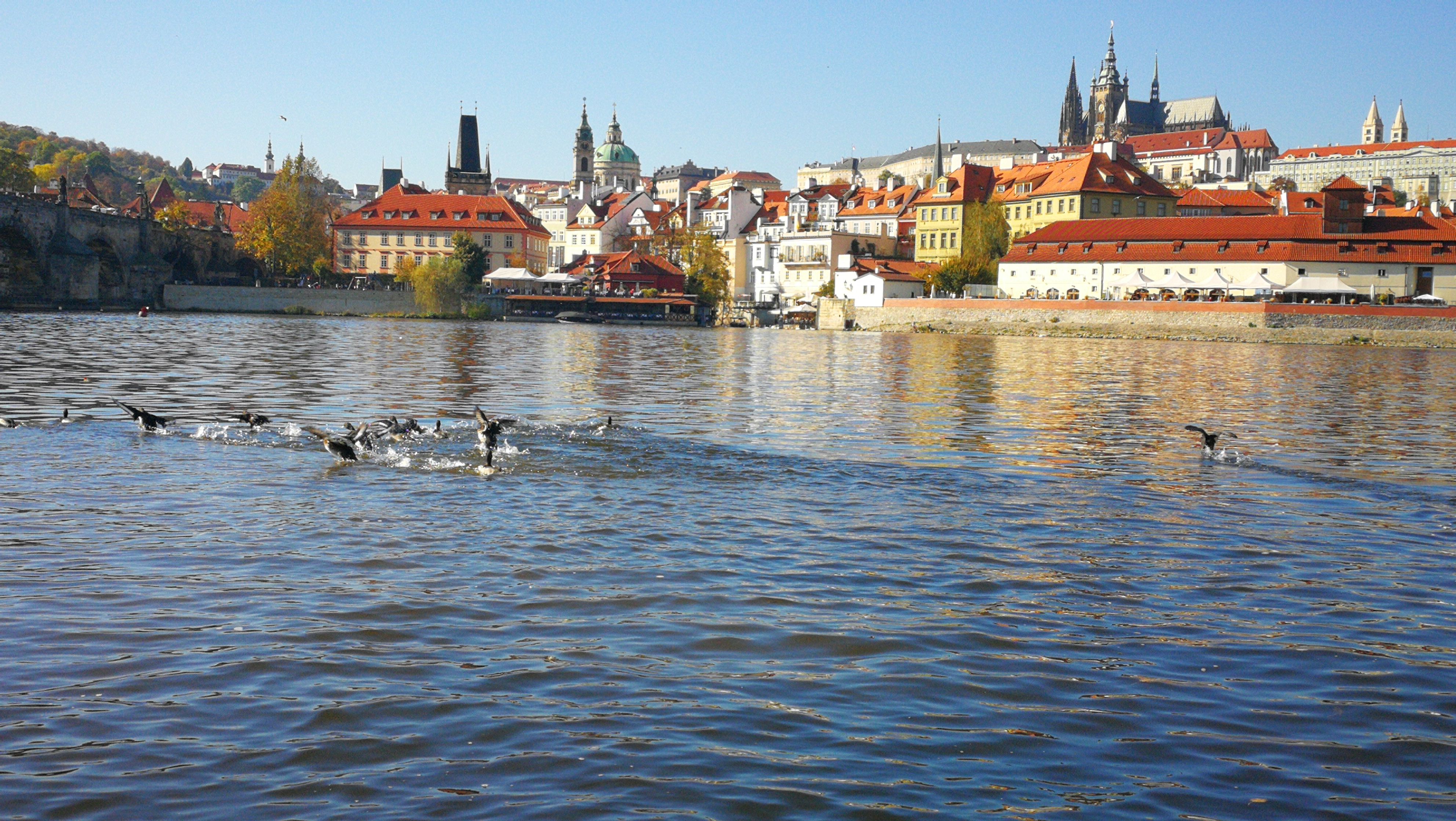 ducks-prague-boat-tour.jpg