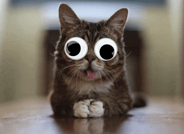 Image result for googly eyes gif