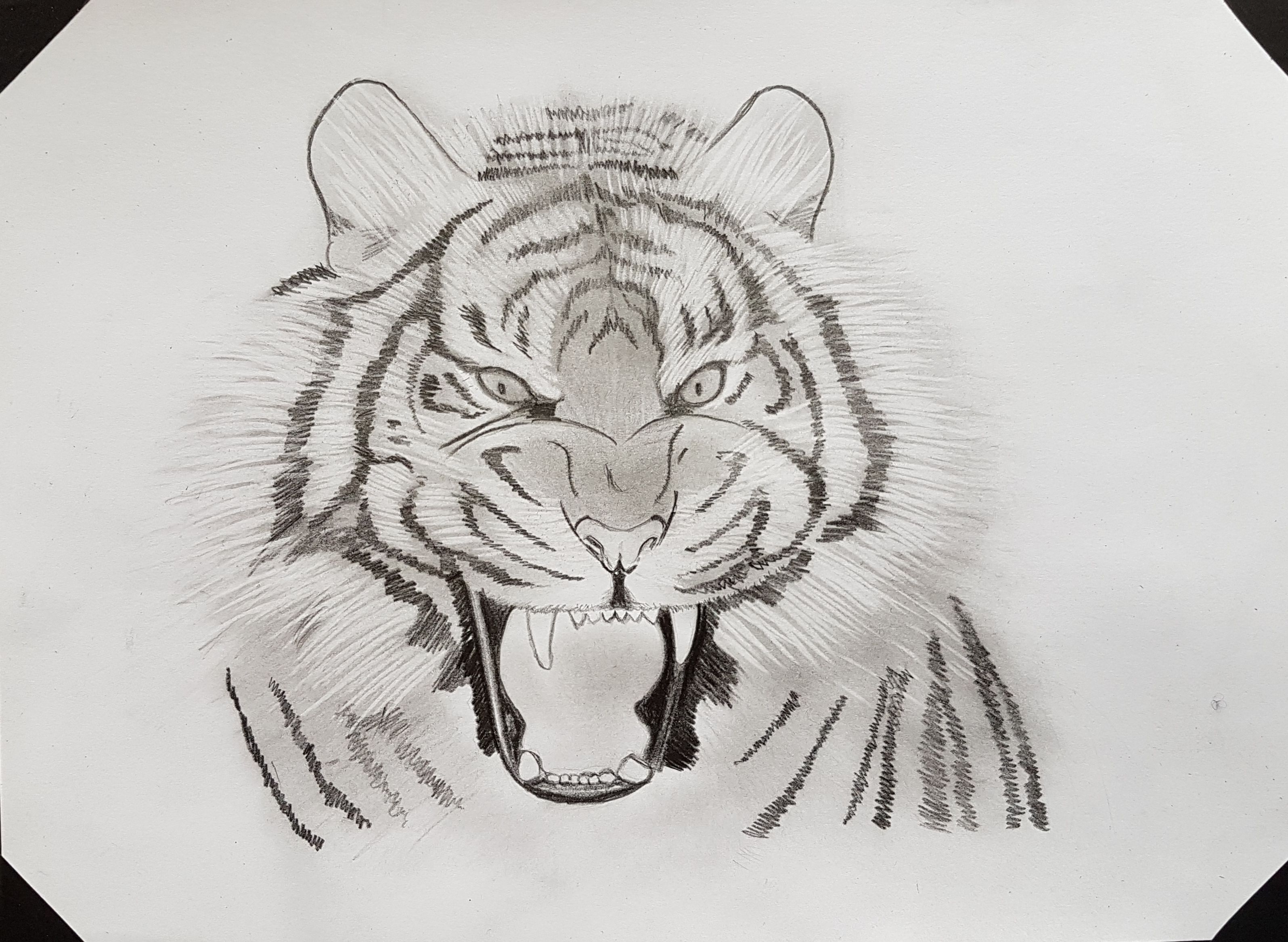 Premium Vector | The roaring angry tiger face with a detailed drawing  illustration