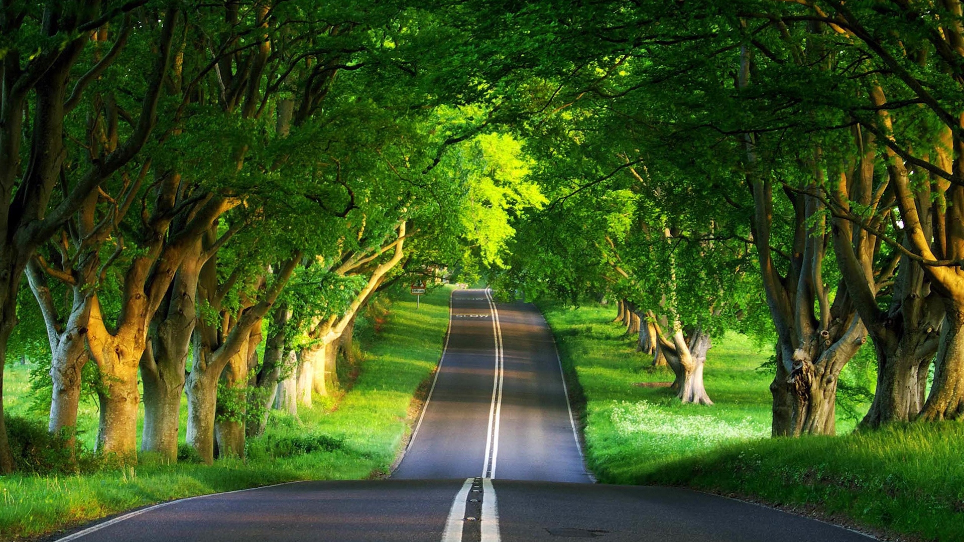 road_asphalt_trees_marking_double_continuous_lines_descent_relief_60704_1920x1080.jpg